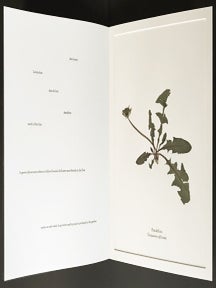 The Arctic Plants of New York City. James Walsh. Granary Books. 2016.